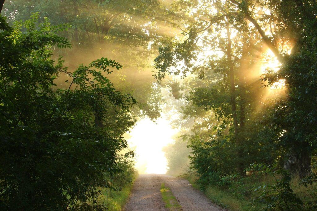 Scenic riverside hiking trail at sunrise providing natural shade and cooling