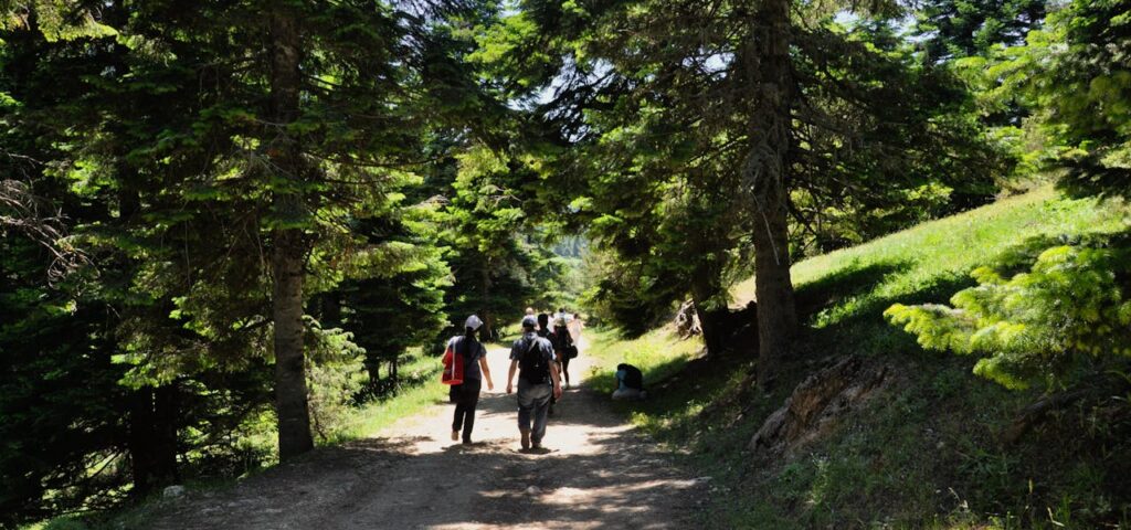 Group of hikers walking through a shaded forest trail at sunrise during summer