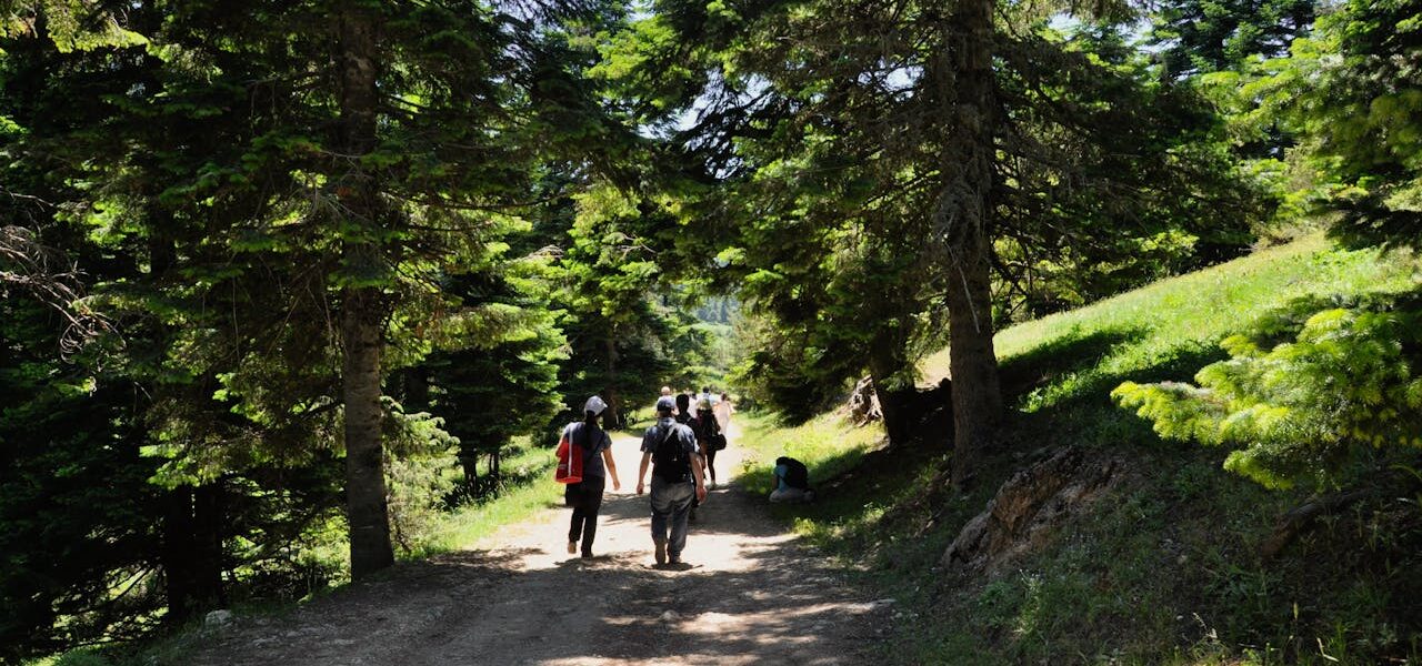 Group of hikers walking through a shaded forest trail at sunrise during summer