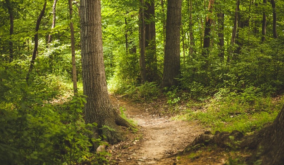 best hiking trail for beginners